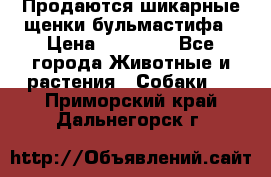 Продаются шикарные щенки бульмастифа › Цена ­ 45 000 - Все города Животные и растения » Собаки   . Приморский край,Дальнегорск г.